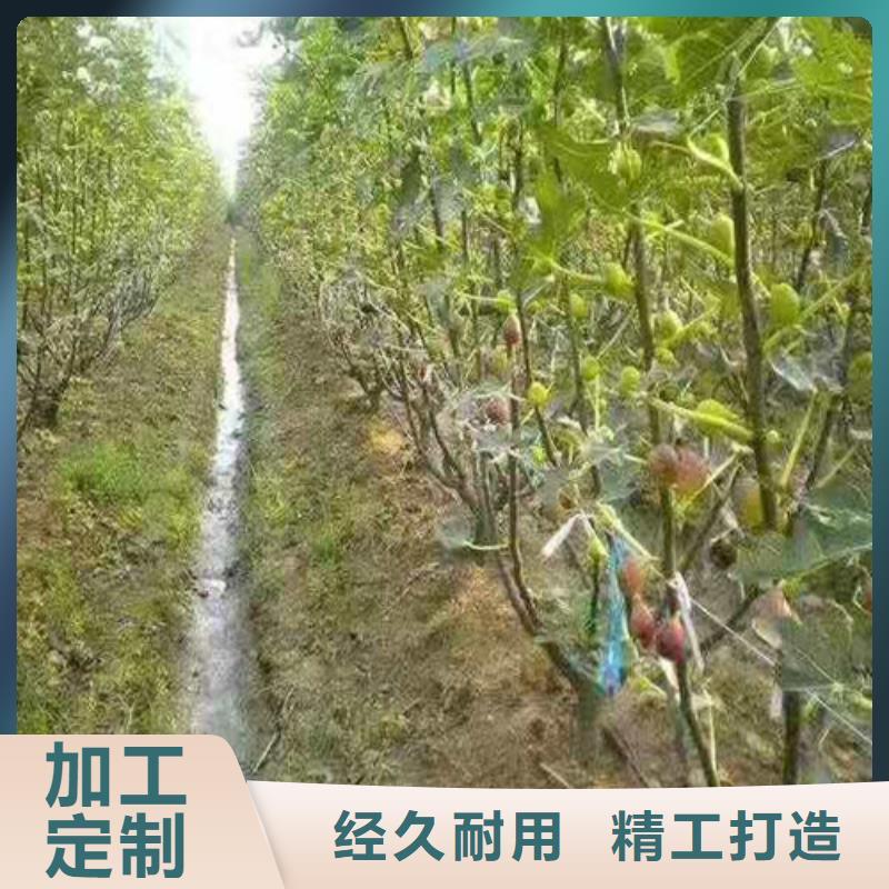 无花果大金星山楂苗层层质检同城生产厂家