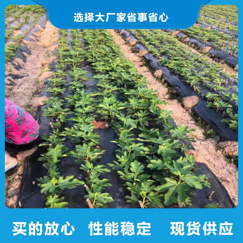 无花果核桃苗价格有优势工厂直销
