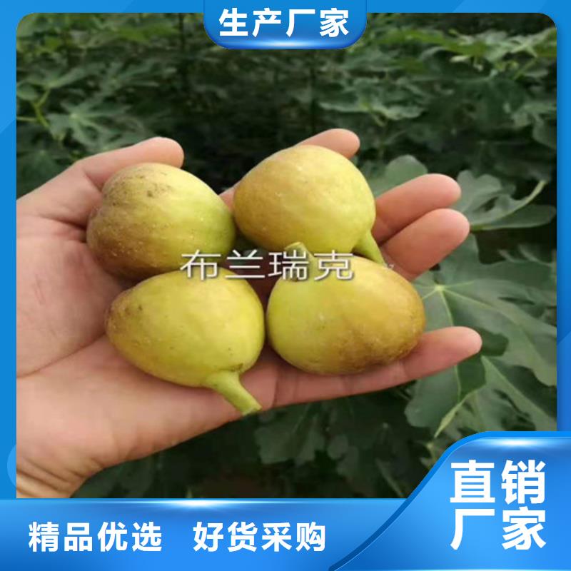 无花果_金银花苗欢迎来电咨询性价比高