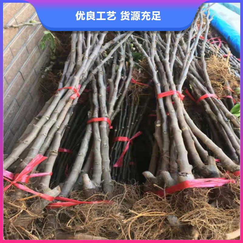 【无花果】无花果苗热销产品价格低