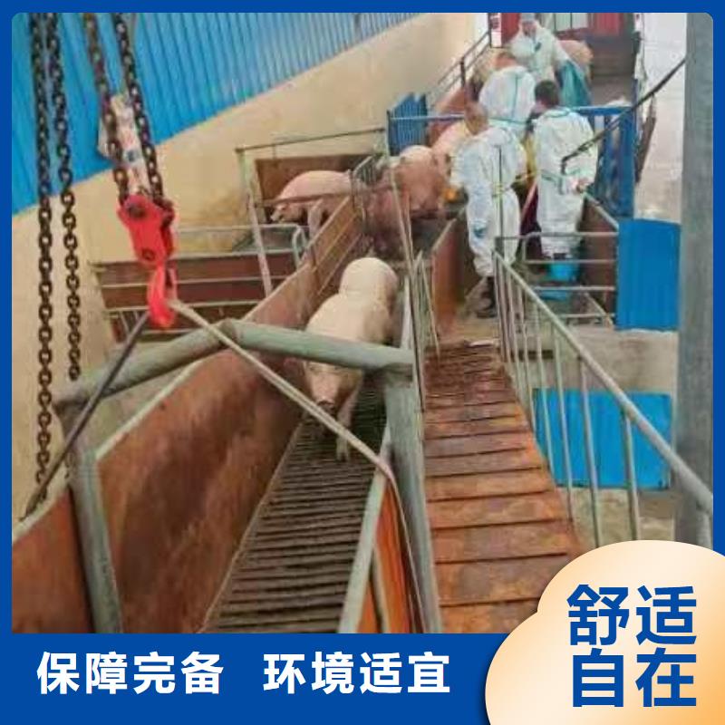 宿迁市泗洪到活禽运输无损老客户钟爱