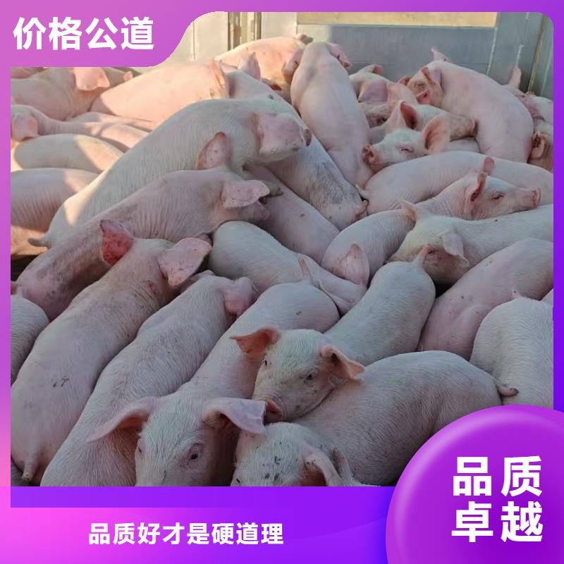 安徽到池州猪牛羊运输