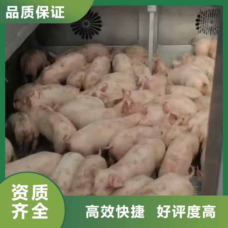 浙江到巢湖仔猪运输