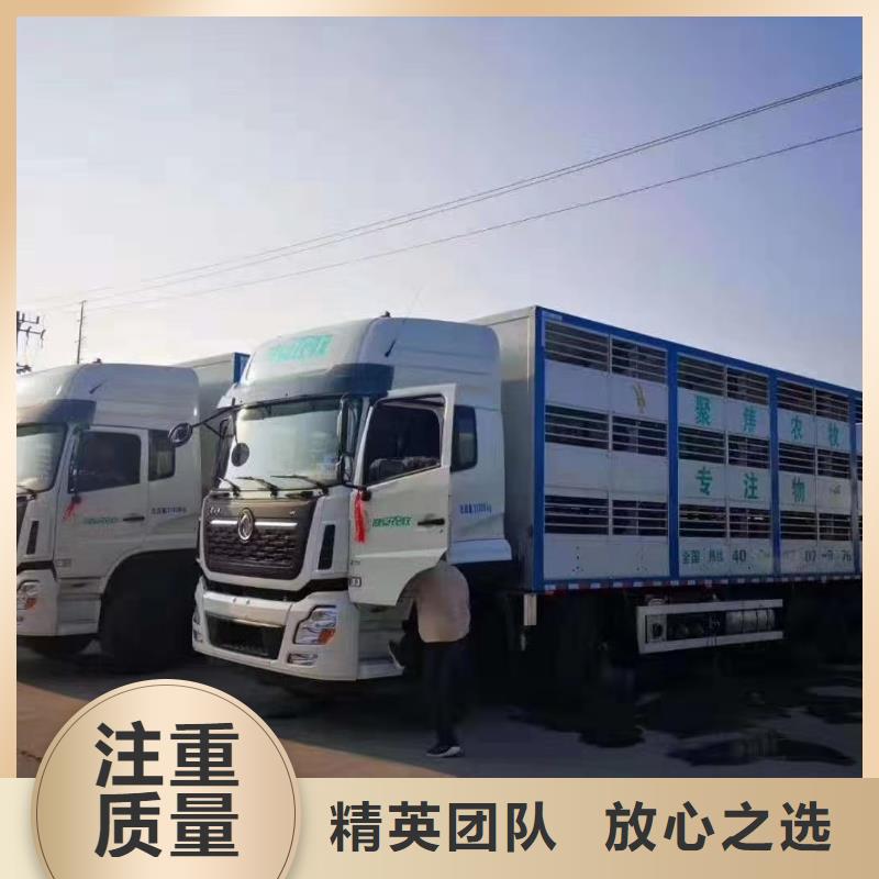 如皋到厚街镇生猪运输空调车省钱省时