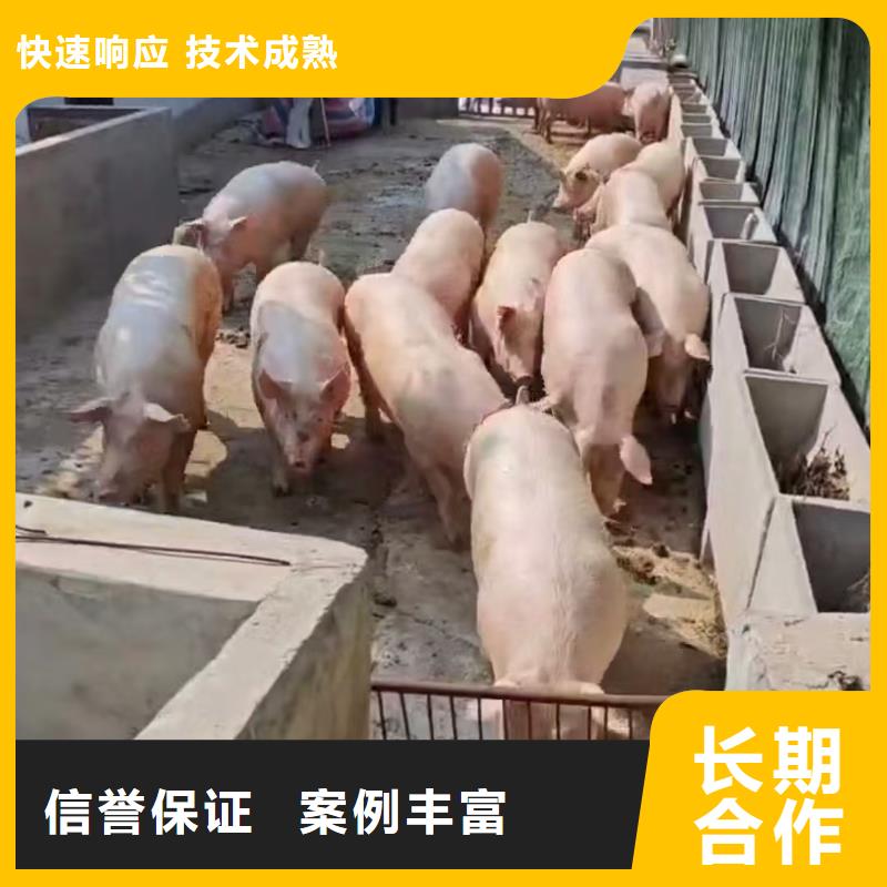 睢宁到临沂生猪运输恒温车遵守合同