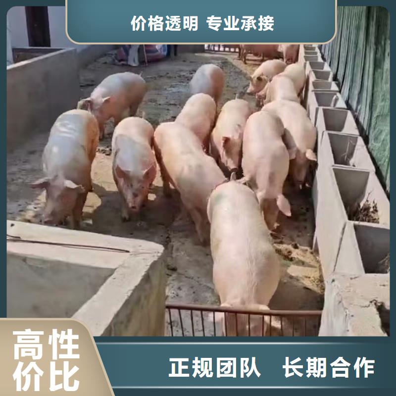 浙江到温州生猪运输