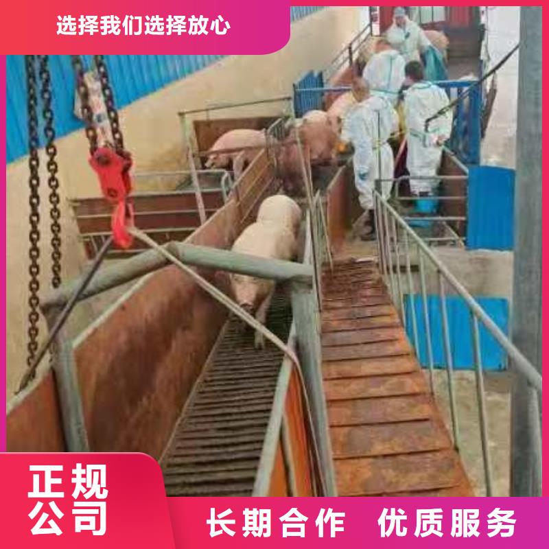 南京到湖北种仔猪运输-专用车公道