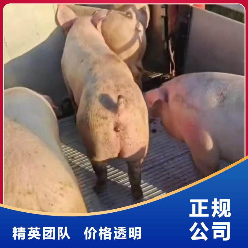 泗洪到绍兴生猪运输