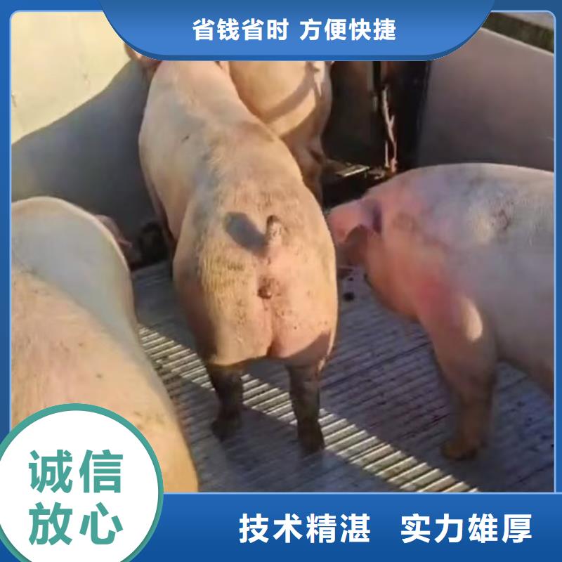 淮安到山南生猪运输-空调车质量保证