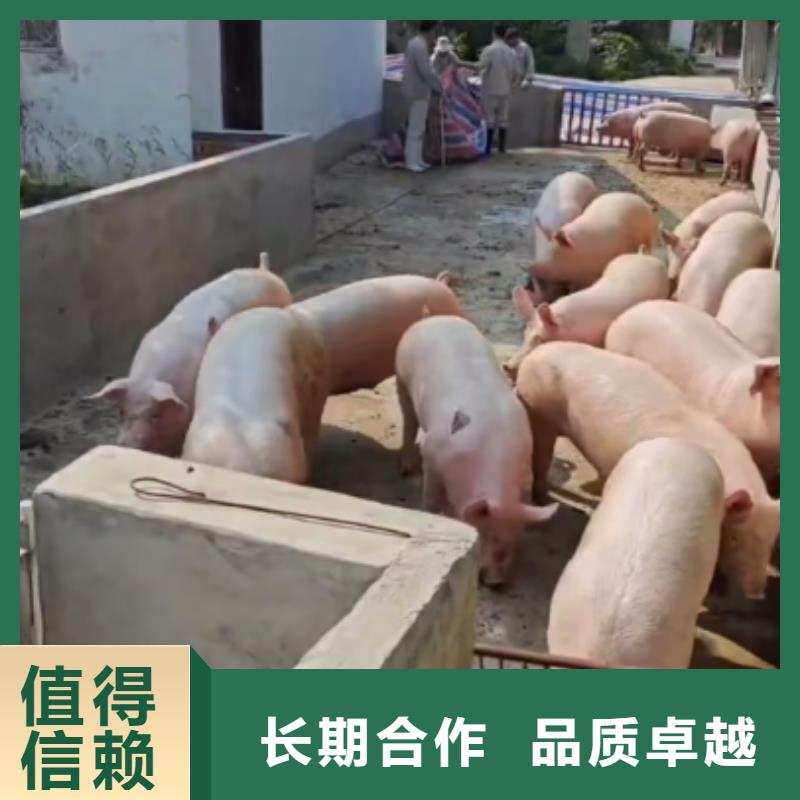 泗阳到池州空调车运输