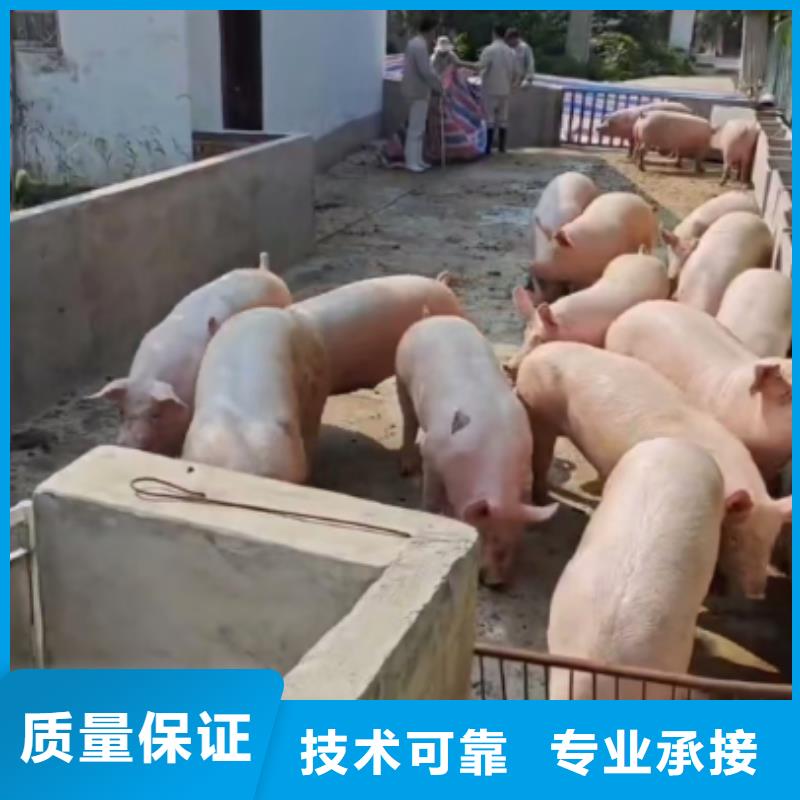 沭阳到阜阳仔猪运输24小时为您服务二育运输