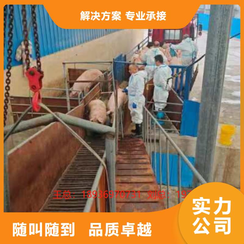 宿迁市沭阳到钦州种猪运输-恒温车随叫随到