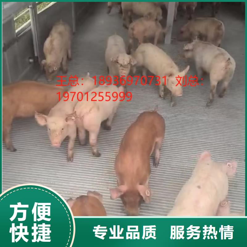 泗阳到巢湖农牧运输