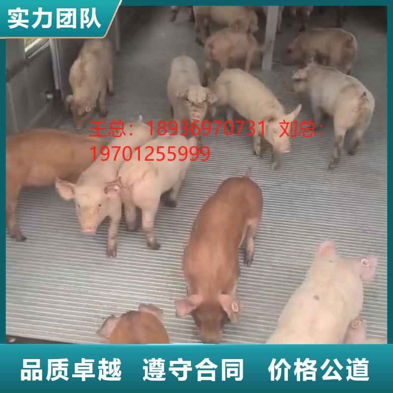 宿迁到安庆生猪运输