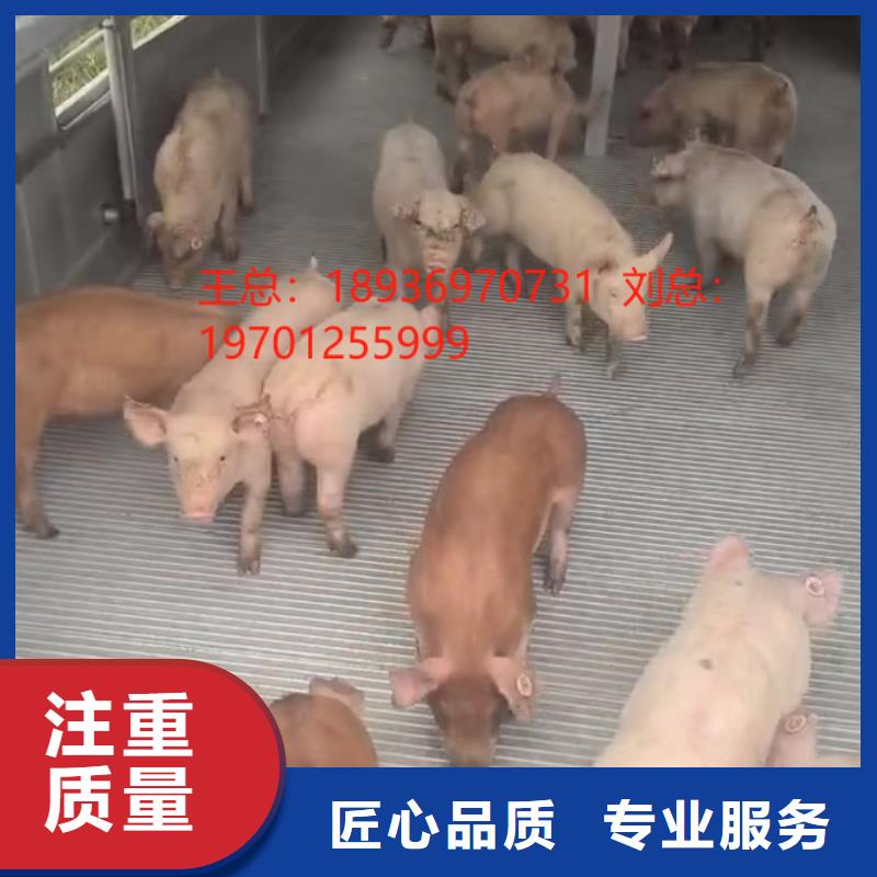 新北到郑州活禽运输恒温车快捷