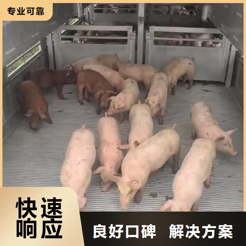 安徽到阜阳活禽运输专业团队种猪运输