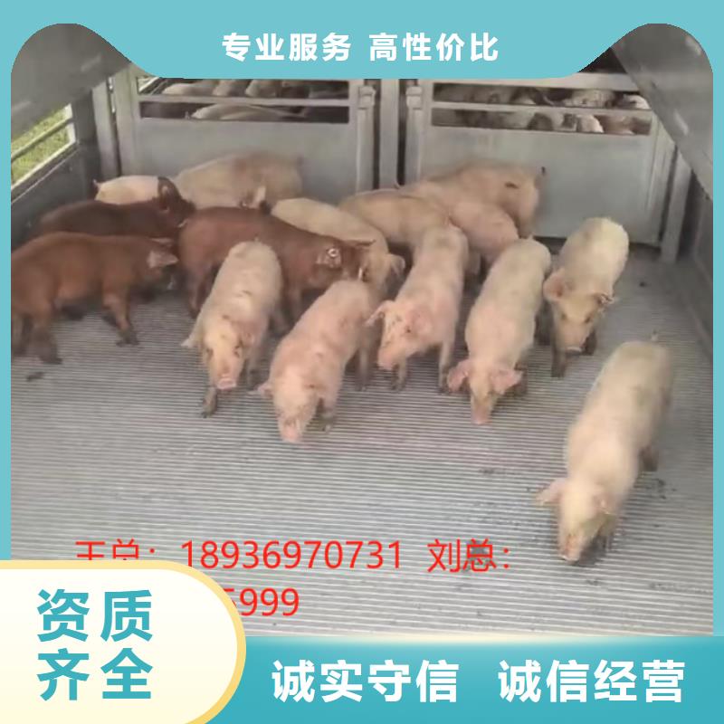 镇江到泸州猪笼车运输-专用车透明