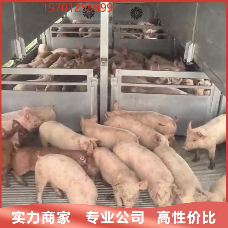 泗阳到宁波猪牛羊运输