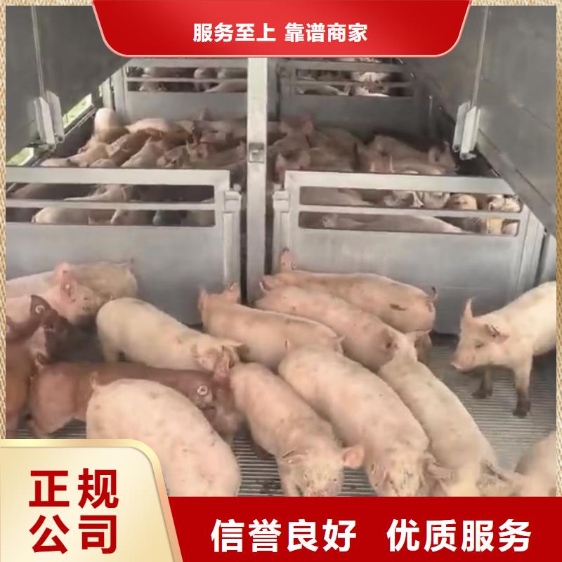 宿迁市泗阳到宜春猪牛羊运输-专用车口碑公司