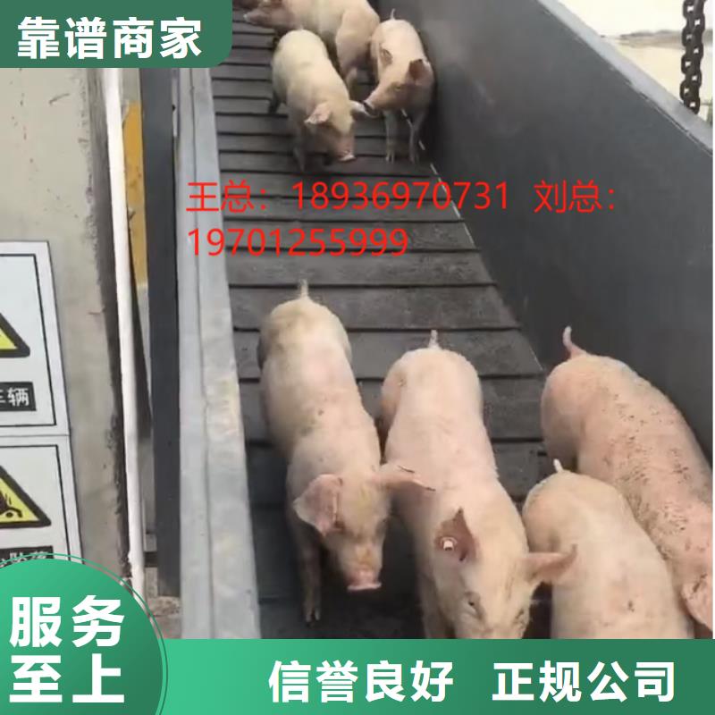 淮安到郑州活禽运输-恒温车正规公司