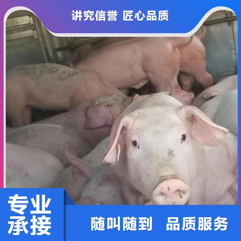 淮安到榆林猪运输-空调车检疫合格