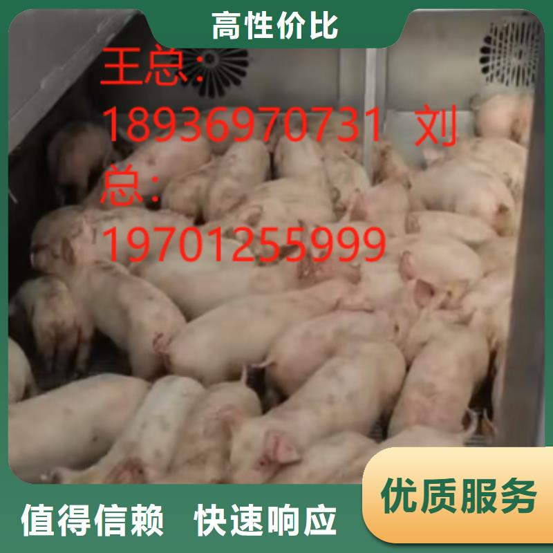 淮安到阜阳高栏车肥猪运输-恒温车省钱省时