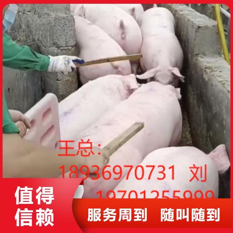 沭阳到随州猪运输-空调车服务至上
