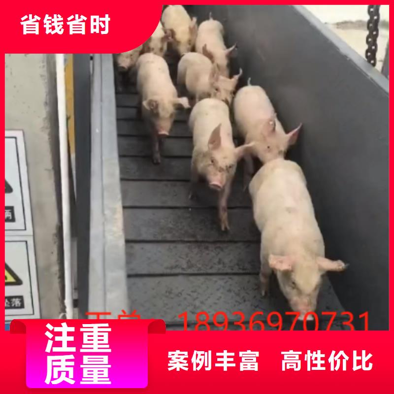 浙江到巢湖种猪运输