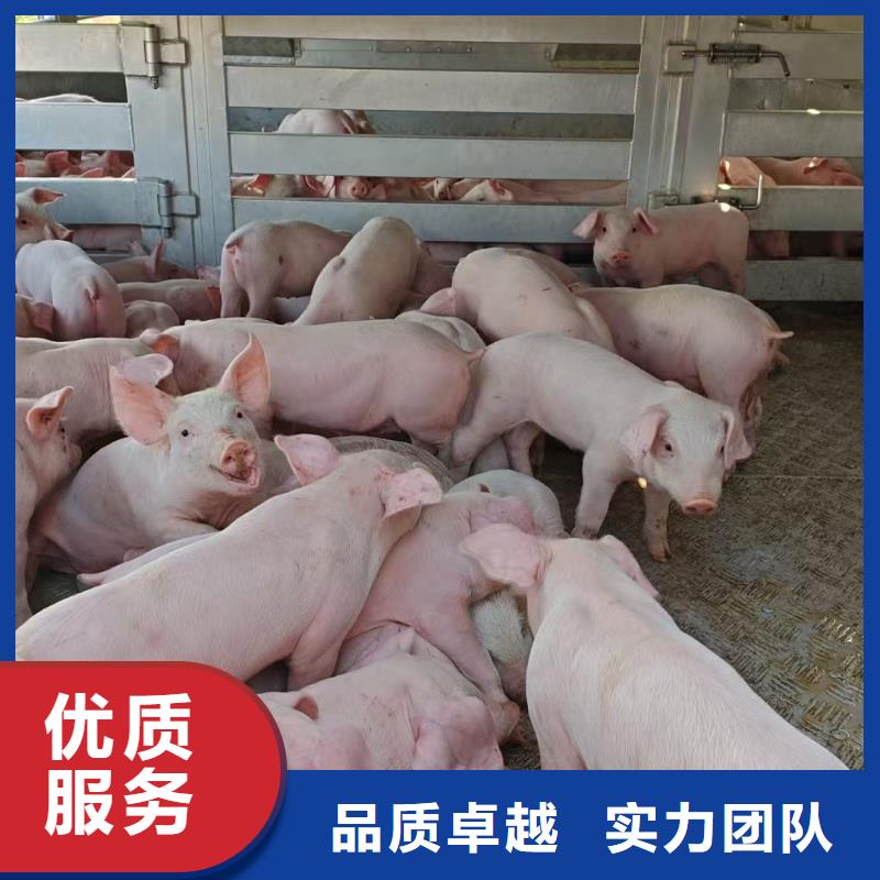 泗洪到宁波种猪运输