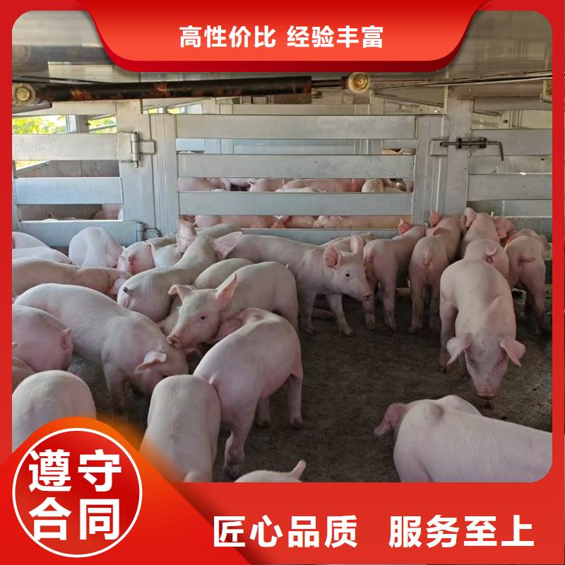 连云港到绍兴活禽运输-恒温车诚信放心