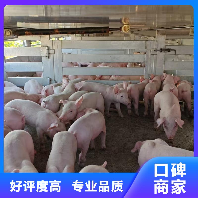宿迁市到漳州生猪物流-专用车正规团队
