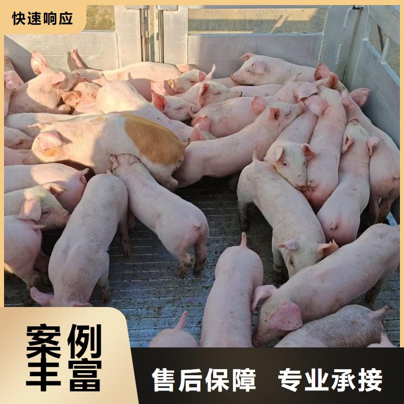 宿迁到温州生猪运输