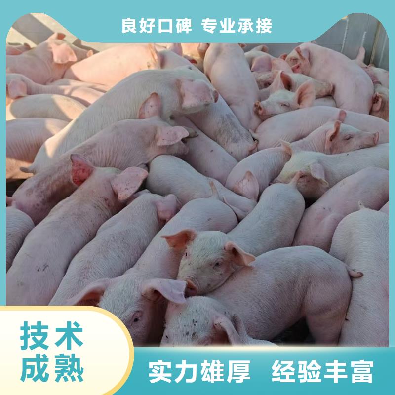 泗洪到安庆恒温车运输