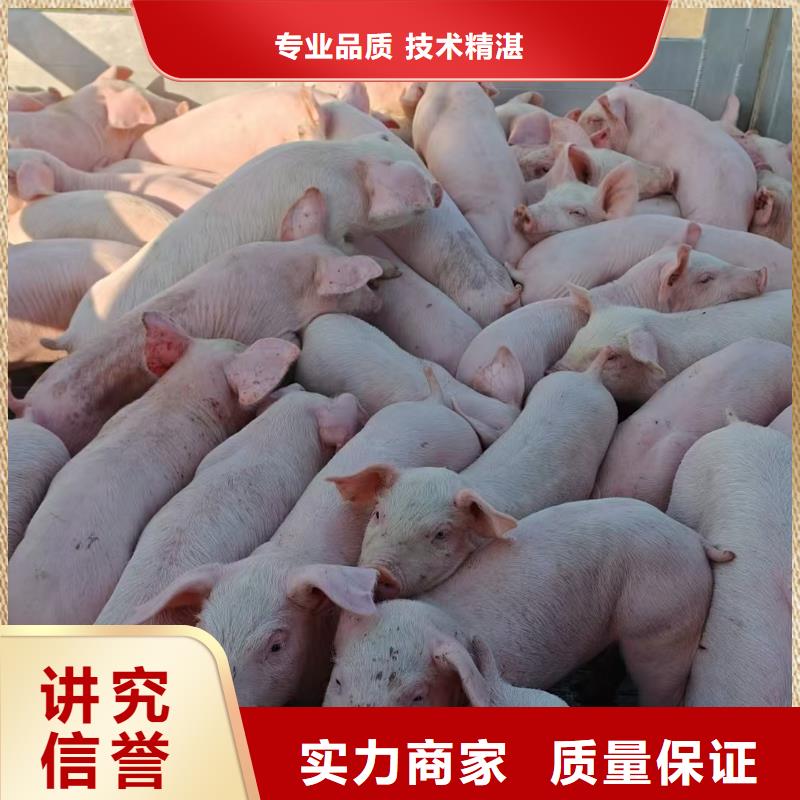 淮安到宁波牛运输-专用车口碑公司