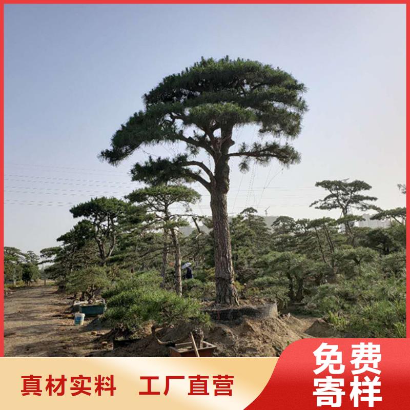 造型松,迎客松质量三包精品优选
