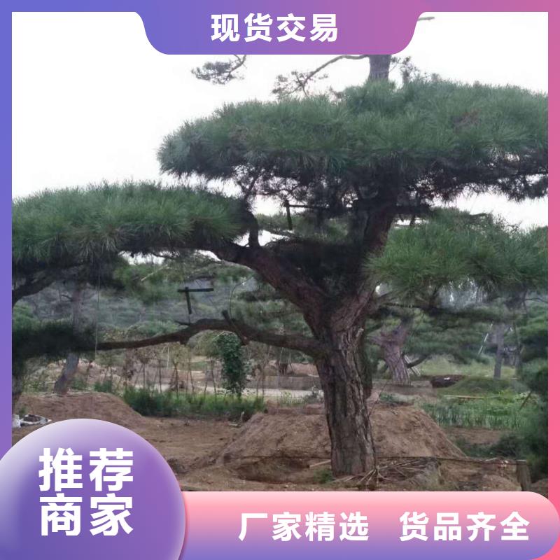 造型松-松苗木用途广泛同城生产厂家