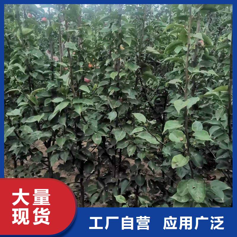 梨山桃苗源厂供货生产厂家