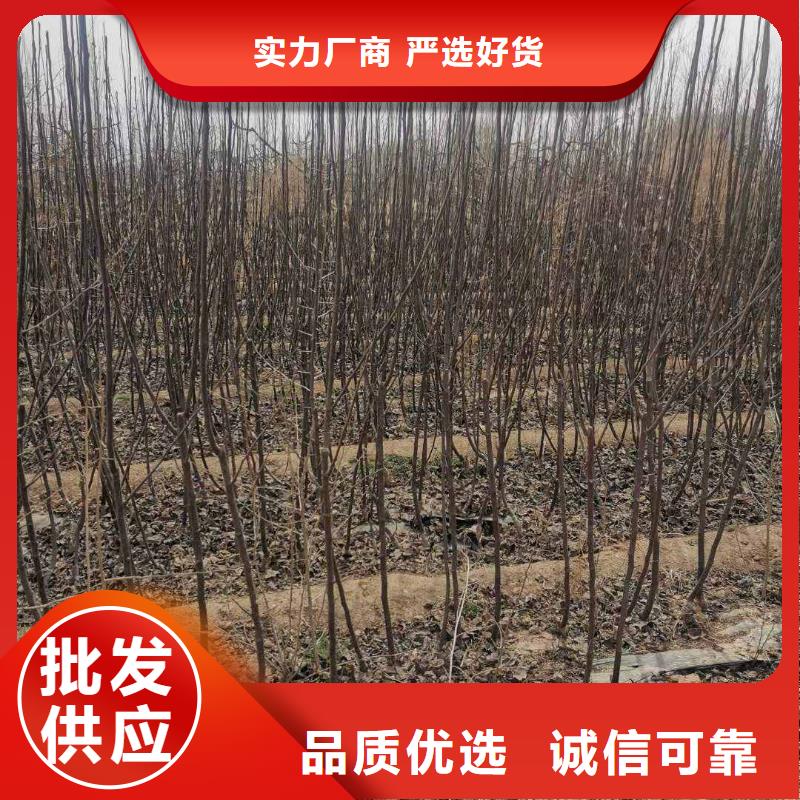 ​梨【毛桃苗】诚信商家服务热情自产自销