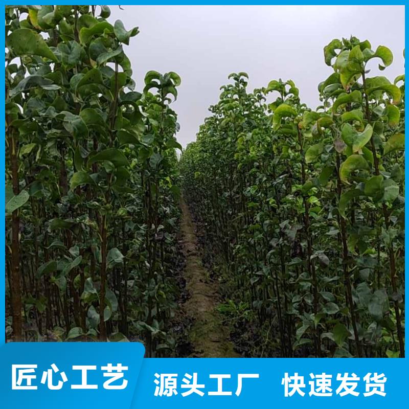 ​梨奥红全红梨树苗应用领域自产自销