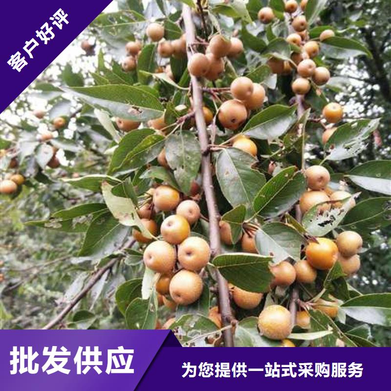 杜梨秋月梨树苗工程施工案例值得买