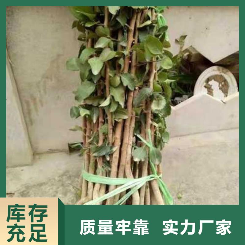 杜梨杜梨苗实力厂商商家