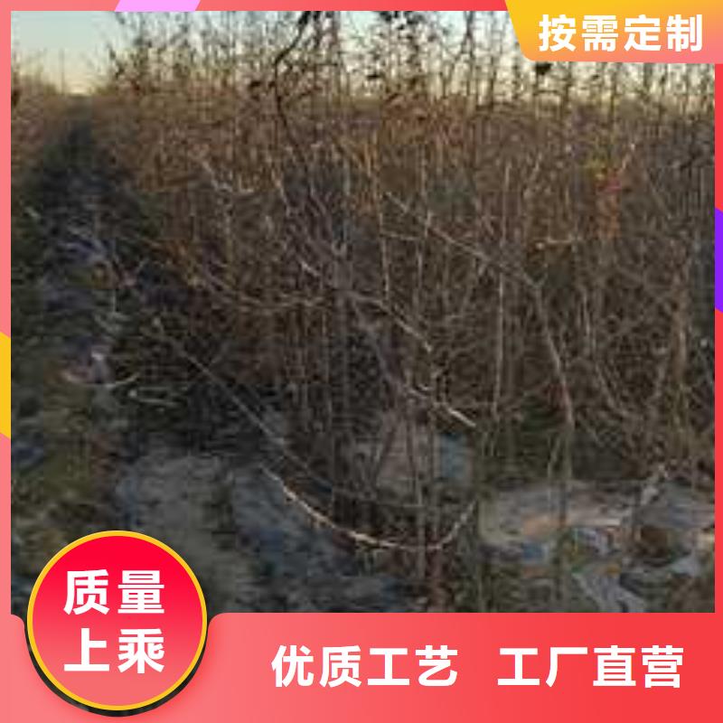 杜梨【北京十四号桃树苗】专业生产团队本地生产商