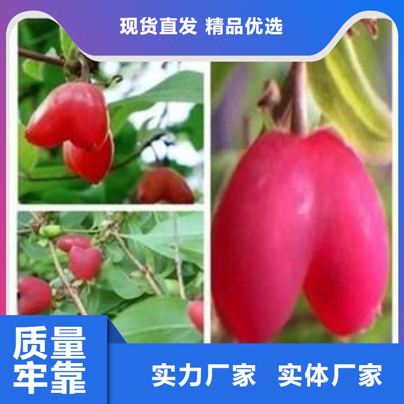 杈杷果樱桃苗工艺层层把关当地生产商