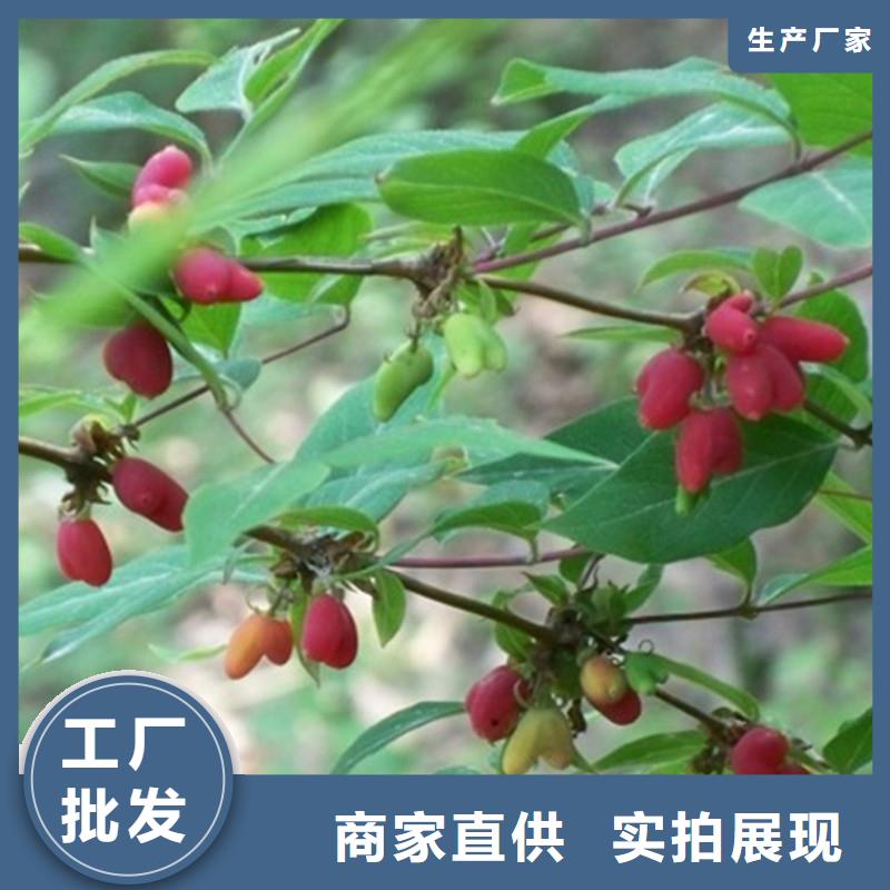 杈杷果北美冬青真材实料诚信经营同城厂家