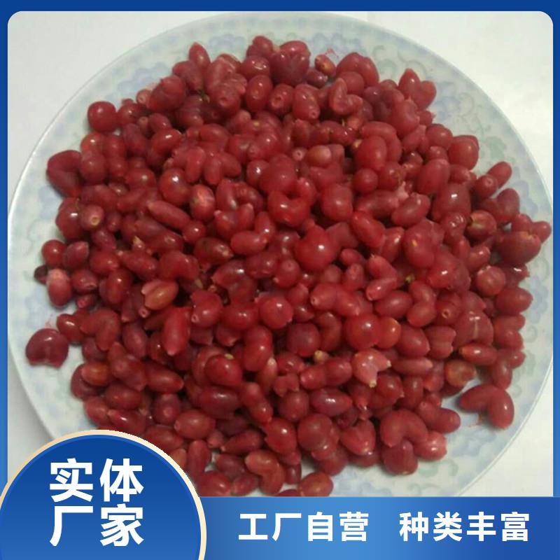 杈杷果猕猴桃苗丰富的行业经验库存丰富