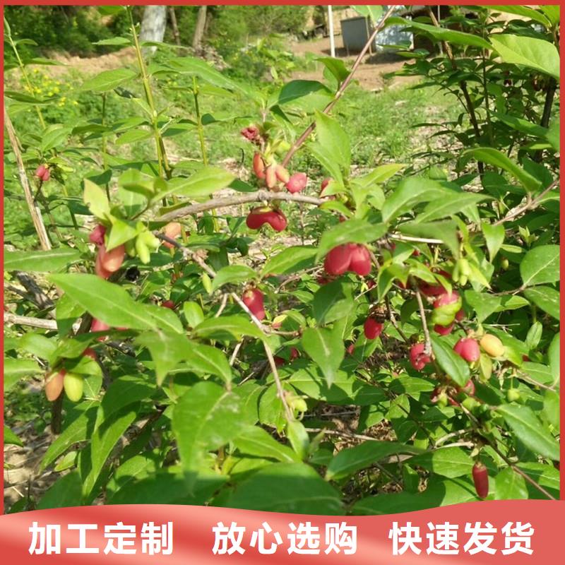 杈杷果西瓜番石榴苗源头厂家量大价优交货准时