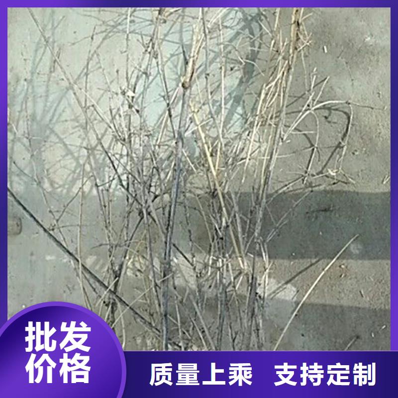 杈杷果苹果苗放心选购厂家直销大量现货