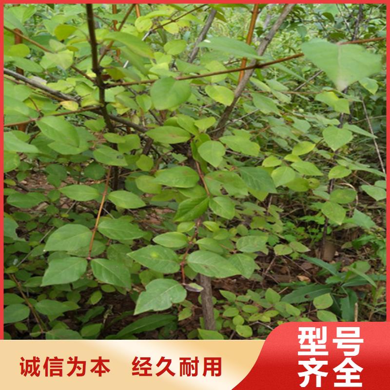 【杈杷果蓝莓苗厂家批发价】本地生产厂家