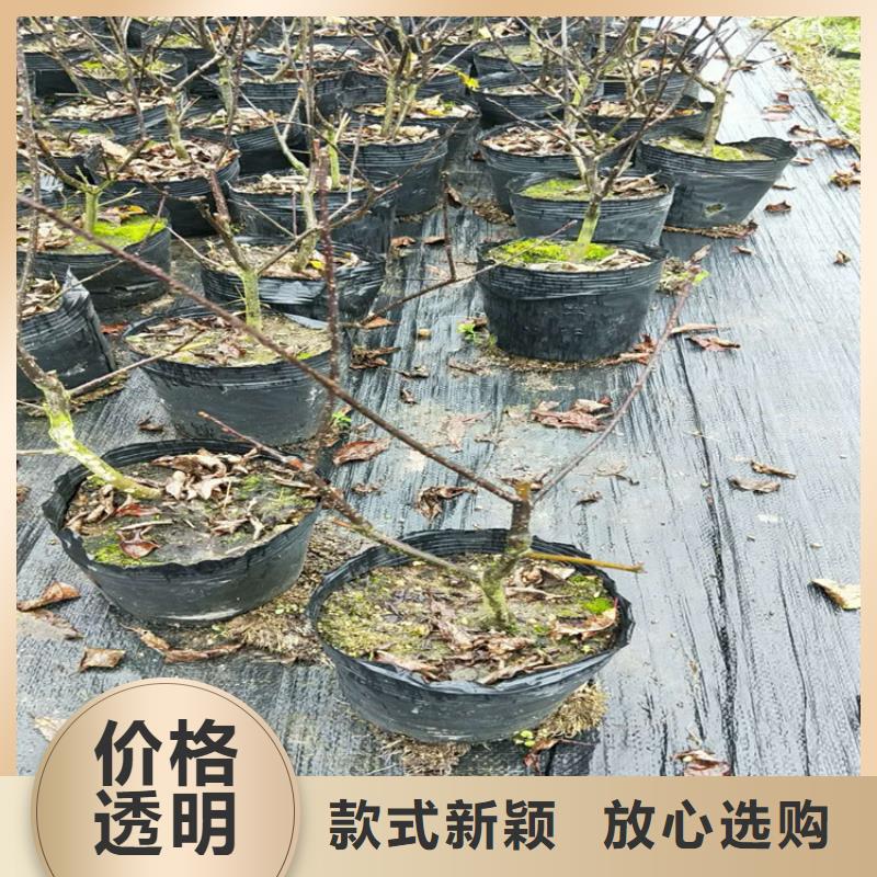 北美冬青桃树苗品质保证本地服务商