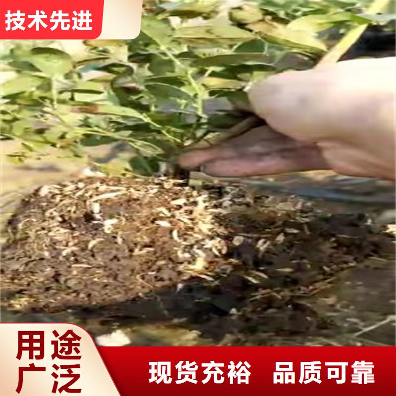蓝莓苗_李子苗现货直供本地生产厂家